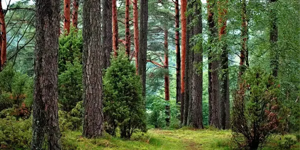 time management skills - a forest